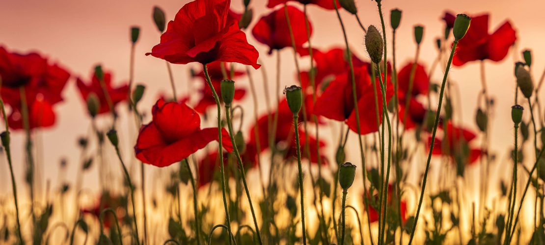 field of poppies at sunset