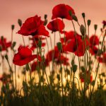 field of poppies at sunset