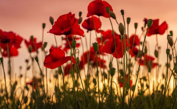 field of poppies at sunset