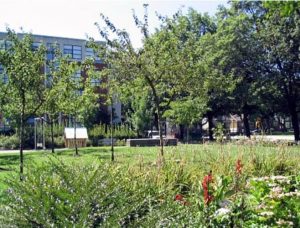 park setting with plants in foreground, view of treed playground, high rises in background